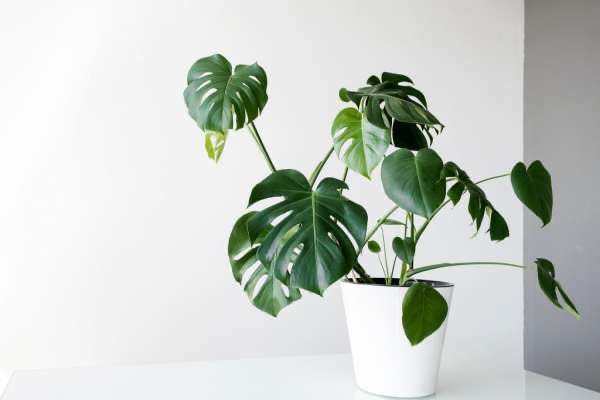 minimalist interior plants